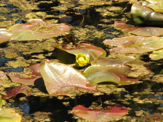 Lily Pad